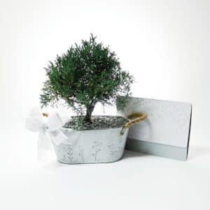 Bono Bonsai con Tarjeta