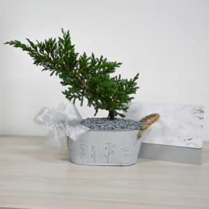 Bono Bonsai con Tarjeta