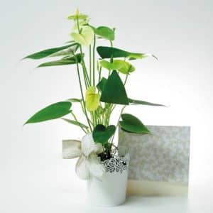 Bono Anturio Mini con Tarjeta