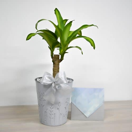 Bono Árbol de la Felicidad con Tarjeta