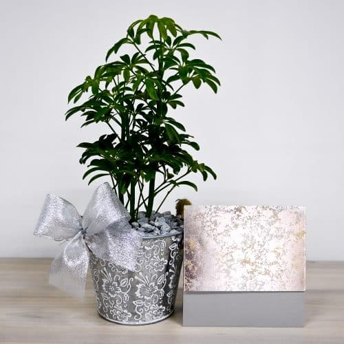 Bono Sheflera con Tarjeta