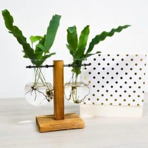 Bono Jarrones de Planta paralelo