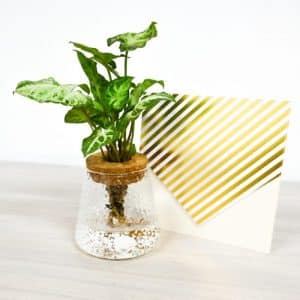 Bono Vaso de Vidrio con corcho